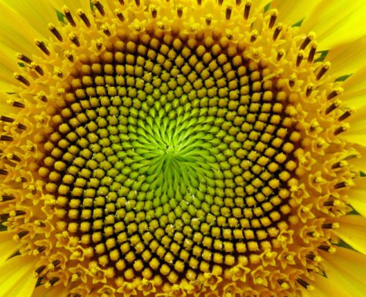 SunflowerSpirals_pixlr.jpg