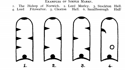 Swan beak markings.jpg